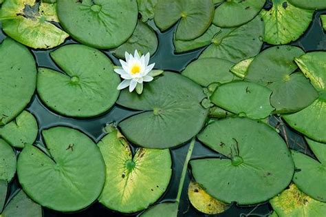 Lily Pad Moment Nature Photography