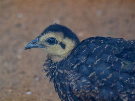 The Online Zoo - Congo Peacock