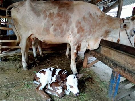 Dua Sapi Belgia Lahir Di Kota Cirebon Hasil Inseminasi Media Cirebon