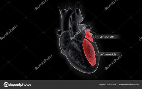 Atria Stand Upper Chambers Heart While Ventricles Lower Chambers Atria ...