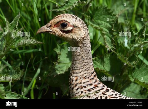 Juvenile Pheasant Hi Res Stock Photography And Images Alamy