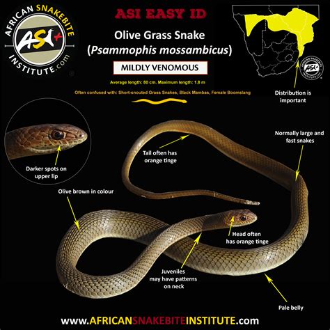 Snake Comparison Olive Grass Snake Vs Boomslang African Snakebite