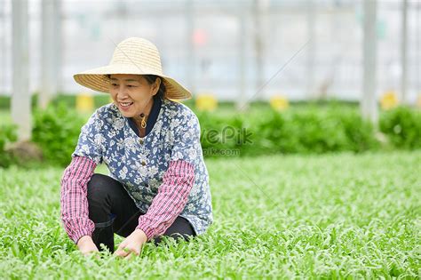 茼蒿大棚除草的農民圖片素材 圖片尺寸6720 × 4480px 高清圖案501731521