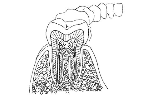 Anatomy Of Teeth Creative Fabrica