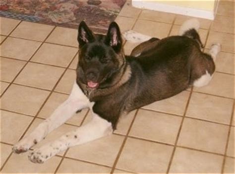 American Akita Dog Breed Pictures, 1