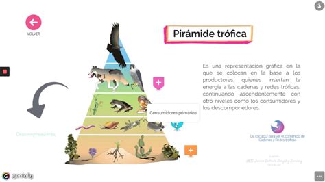 Pirámides Ecológicas y Flujo de Energía YouTube