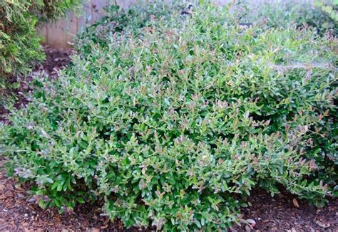 Ilex Vomitoria Bordeaux® Dwarf Yaupon Holly From Flowerwood Nursery Inc