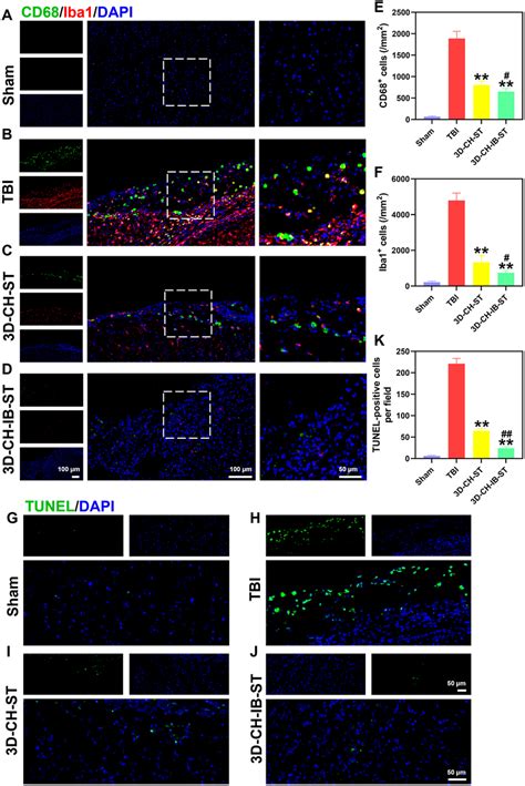 Ad Cd Iba Expression Around The Injury Site After Tbi In The Four