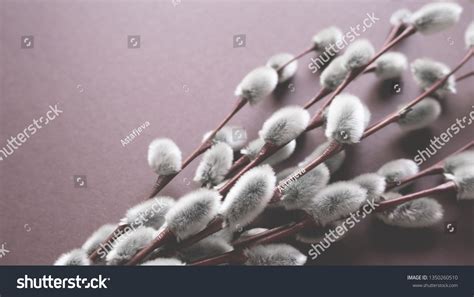 Beautiful Close Spring Willow Pussy Flowers Stock Photo Shutterstock