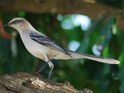 Biotouraves De Venezuela Fotos De Aves Altos De Sucre