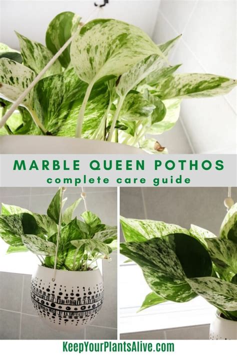 The Complete Guide To Marble Queen Pothos Care Keep Your Plants Alive