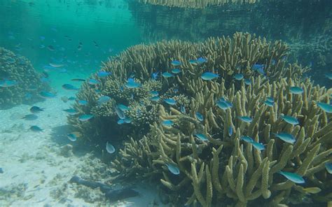 8,000 years of Great Barrier Reef climate history revealed