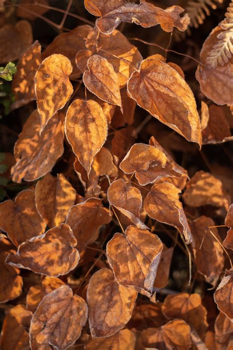 Frosty Epimedium 8 Scott Weber Flickr