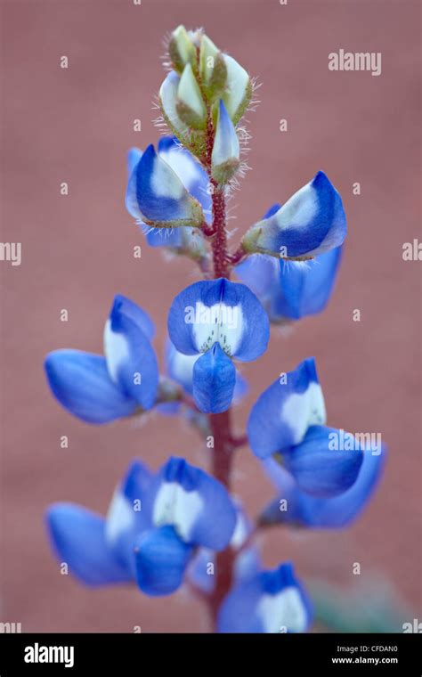 Lupinus Pusillus Hi Res Stock Photography And Images Alamy