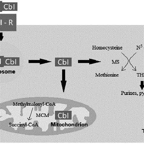 Intracellular Metabolism Of The Active Forms Of Vitamin B12 Cbl