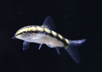 Dwarf loach | Ornamental Fish Exporter