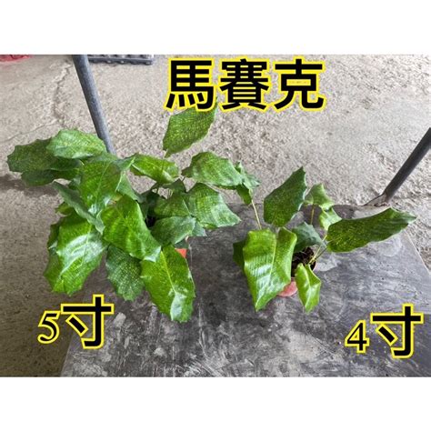 霏霏園藝馬賽克 4吋盆特價一棵350元 5吋盆特價1000元 蝦皮購物