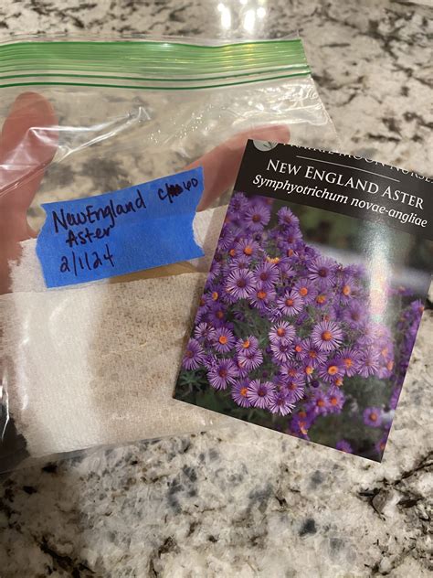 New England Aster Seeds: Your Complete Planting and Care Guide - Bright ...