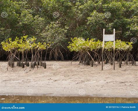 Mangroves Plants In The Sea During Sunset Around The Island Pamilacan