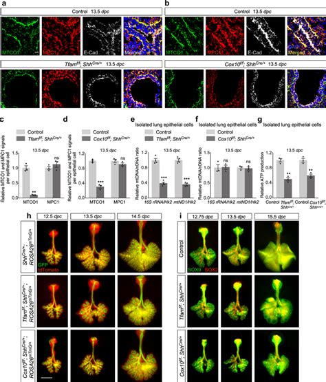 Decreased mitochondrial function due to loss of Tfam or Cox10 disrupts ... 