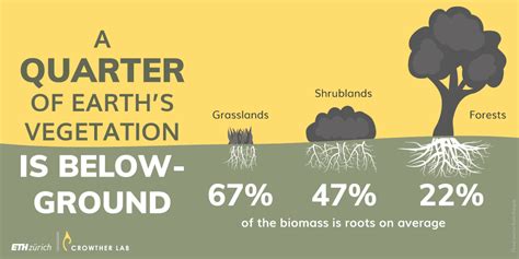 Nearly 25 Of The World’s Plant Biomass Is Underground Department Of Environmental Systems