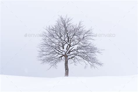 Minimalistic Landscape With A Lonely Naked Snowy Tree Stock Photo By Ivankmit