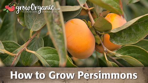 How To Grow Organic Persimmons Youtube