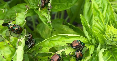 Japanese Beetles Emerging Early In 2024 Agriculture