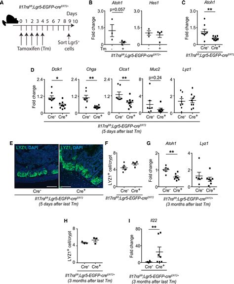 Il Ra Signaling In Lgr Intestinal Stem Cells Induces Expression Of