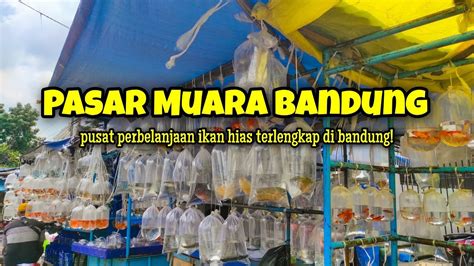 Pasar Ikan Hias Bandung Pusat Ikan Hias Terlengkap Pasar Muara