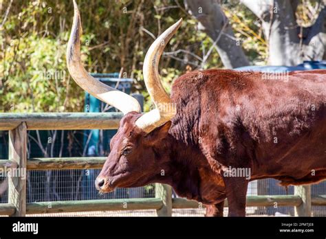 The Ankole Watusi Is A Modern American Breed Of Domestic Cattle It Derives From The Ankole