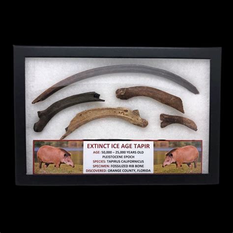 Extinct Ice Age Tapir - Fossil Display | Smoky Mountain Relic