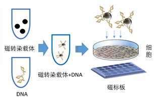 磁场助力细胞转染东纳生物MagTransfTM磁转染试剂 链霉亲和素磁珠 南京东纳生物科技有限公司