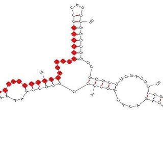 Predicted secondary structure of primary miRNA for the novel miRNA ... 
