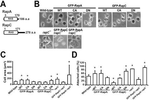 Cell Spreading And Adhesion A Domain Structures Of Rapa And Rapc