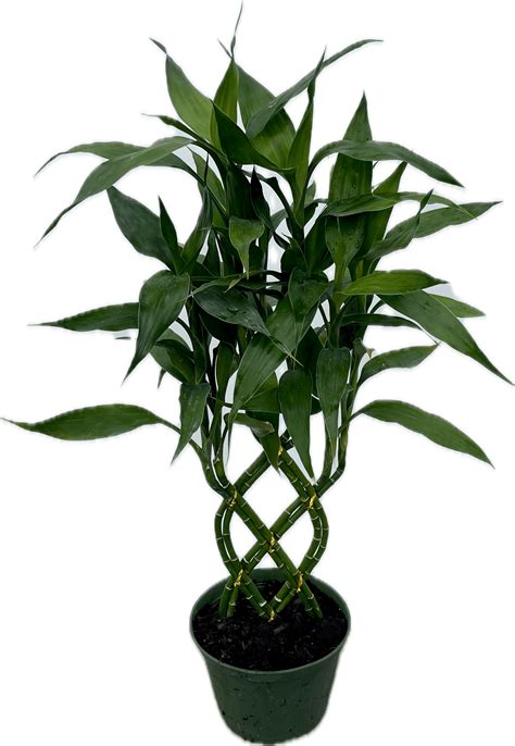 6” Dracaena Bamboo Trellis – The (KC) Plant Factory