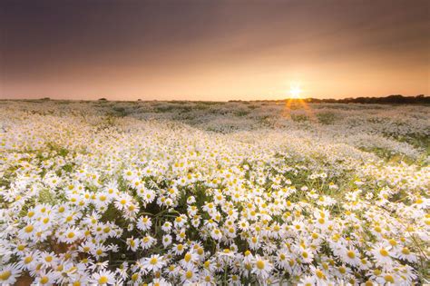 The Daisy Field By Anita Nicholson