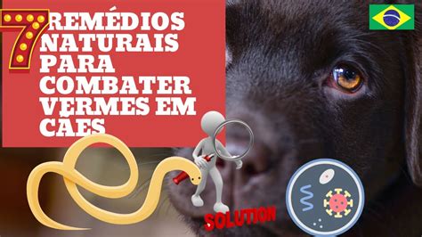 Remedos Naturais Caseiros Para Curar Vermes Em Cachorro Como Acabar