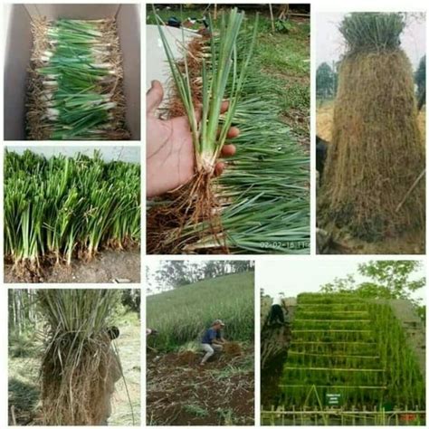 Jual Jual Benih Bibit Rumput Vetiver Gr Biji Rumput Tebing Penahan