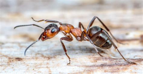 Les Fourmis Ont Perdu Leurs Ailes Pour Gagner Du Muscle