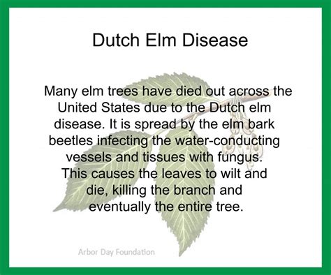 Dutch Elm Disease – Marshall University Arboretum Project