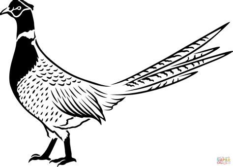 Pheasant Coloring Page Free Printable Coloring Pages