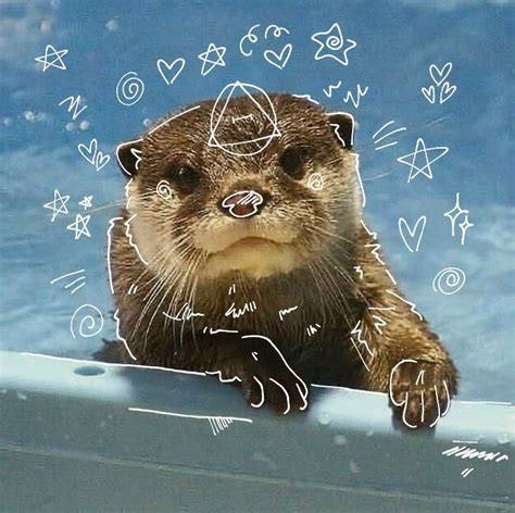 river otter therian ☆ | River otter, Otter pfp, Otters