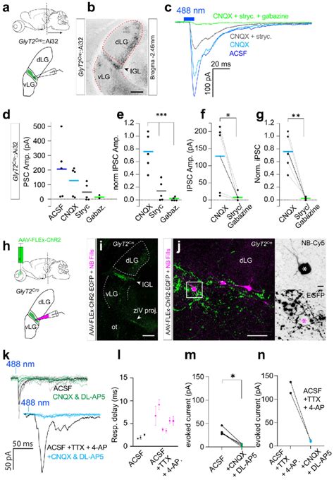 SON IpRGCs Release Glutamate At The IGL A Coronal Sections Were Used