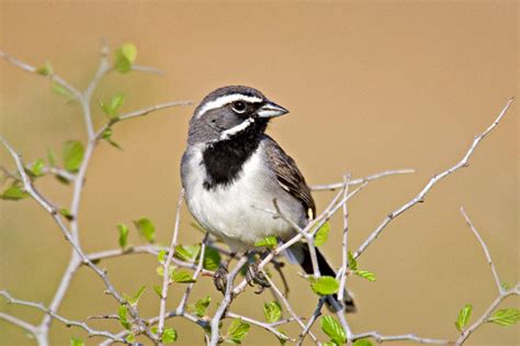 Black-throated Sparrow (Amphispiza bilineata)