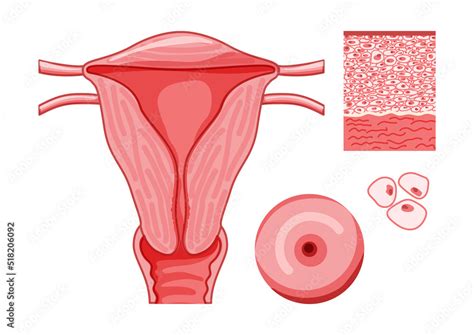 Female Reproductive System With Cels And Parts Frontal View In A Cut Human Anatomy Internal