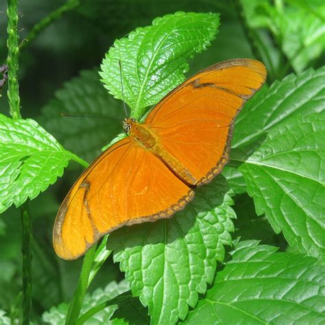 Butterfly Insect Wing · Free photo on Pixabay