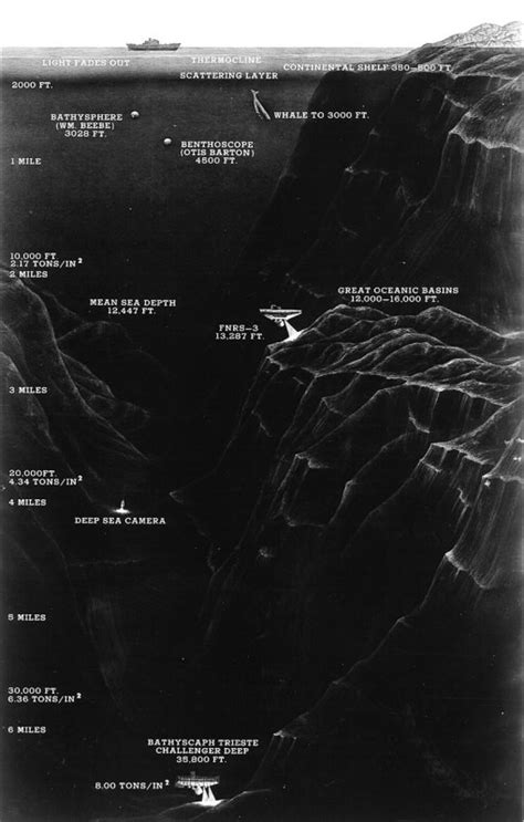 Beautiful Creatures in Mariana Trench, Deepest Place in the World | Free unique Info