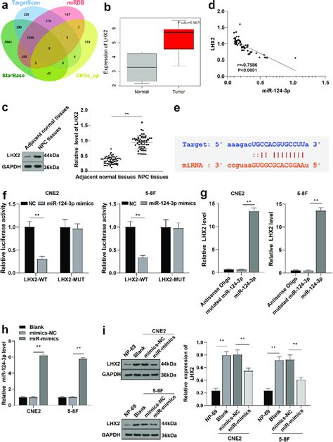 MiR 124 3p Targeted LHX2 A The Downstream Genes Of MiR 124 3p Were