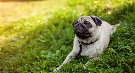 Northern California Pet Friendly Hotel in Placerville, CA